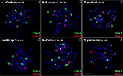 Turnover of multiple sex chromosomes in Harttia catfish (Siluriformes, Loricariidae): a glimpse from whole chromosome painting